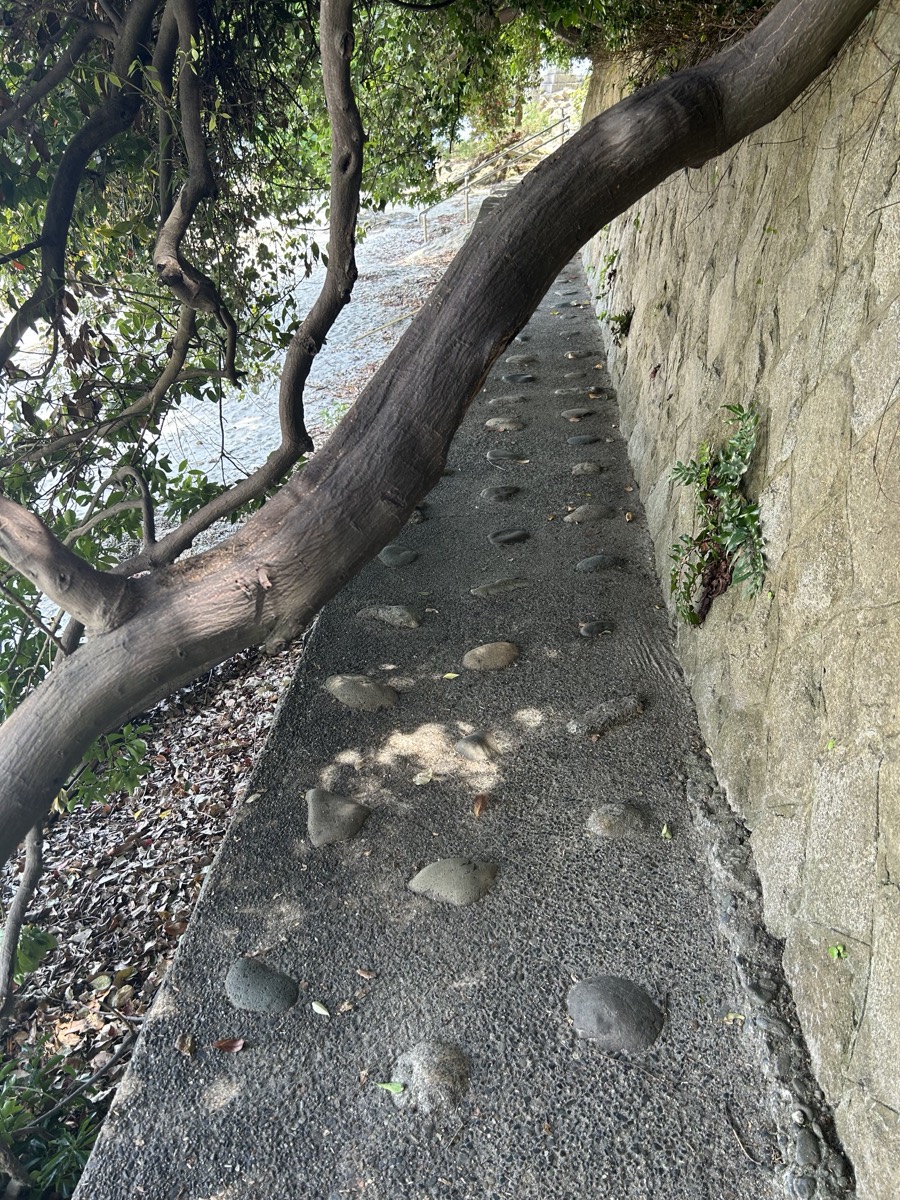 太い木の枝の下をくぐる竹島の細い道